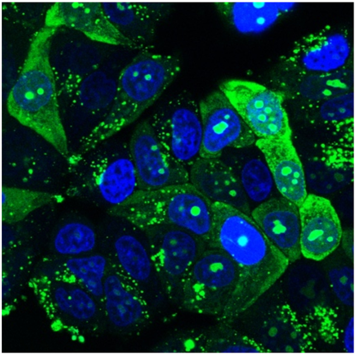 Cellular uptake of 2‐aminopyridine‐modified peptide nucleic acids conjugated with cell‐penetrating peptides