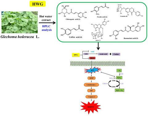 Phenolic acids and flavonoids‐rich Glechoma hederacea L. (Lamiaceae) water extract against H2O2‐induced apoptosis in PC12 cells