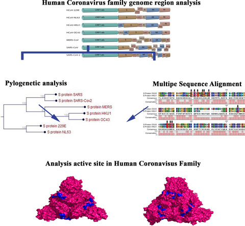 Active site‐based analysis of structural proteins for drug targets in different human Coronaviruses