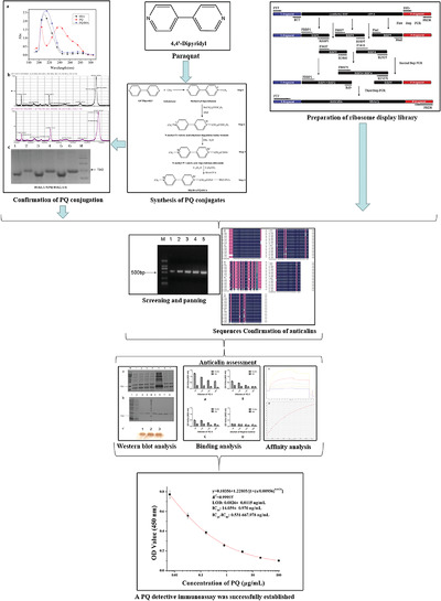 Selection of an artificial paraquat‐specific binding protein from a ribosome display library based on a lipocalin scaffold