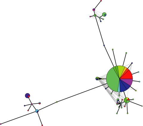Ecological fitting is the forerunner to diversification in a plant virus with broad host range