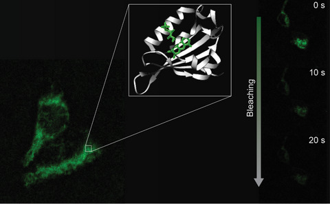 Stable Transfection of the Singlet Oxygen Photosensitizing Protein SOPP3: Examining Aspects of Intracellular Behavior†
