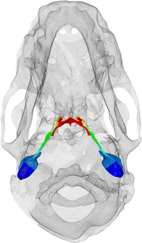 The hyoid as a sound conducting apparatus in laryngeally echolocating bats