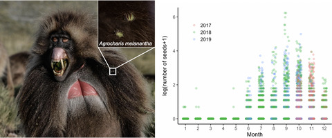 Epizoochorous seed dispersal by an Afroalpine savanna primate