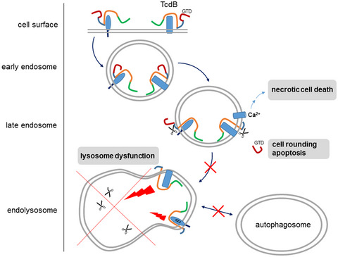 Impairment of lysosomal function by Clostridioides difficile TcdB