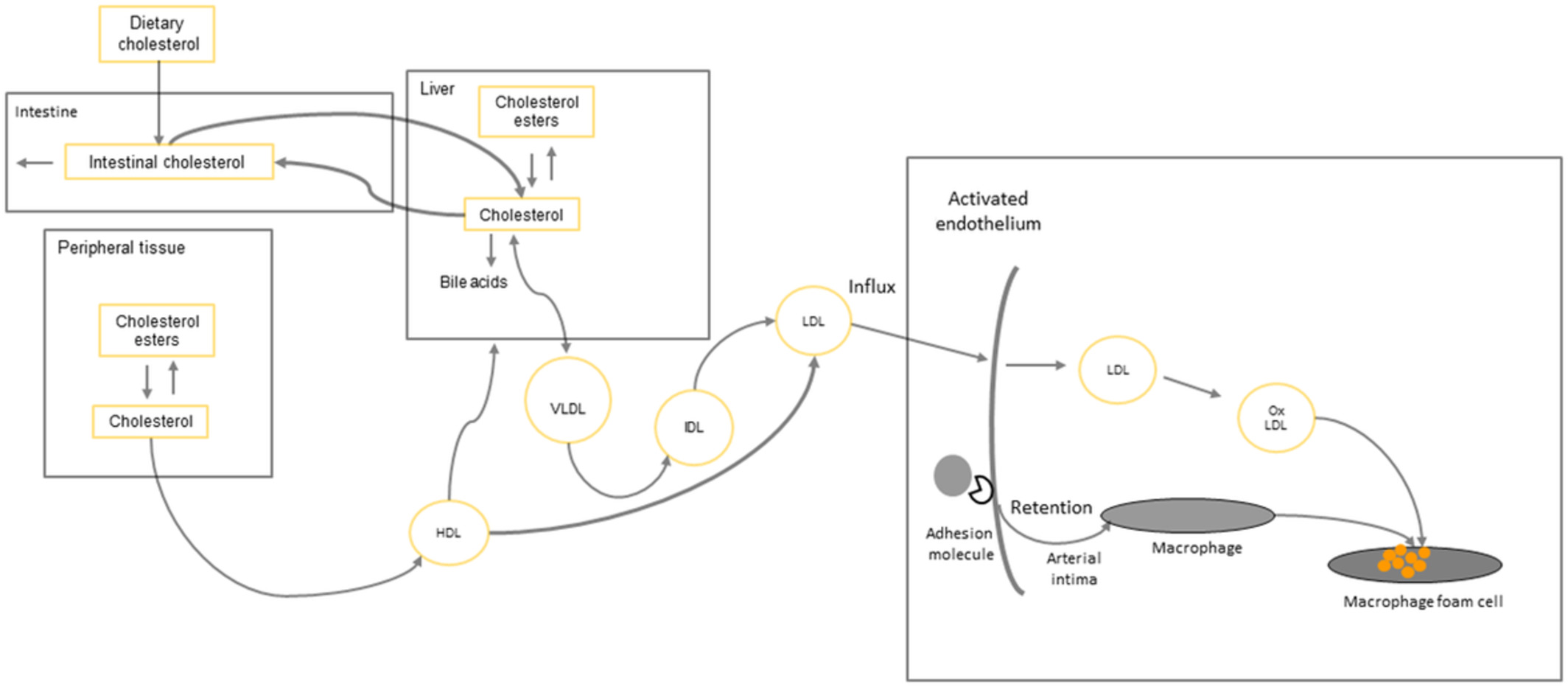 Modeling cholesterol metabolism and atherosclerosis