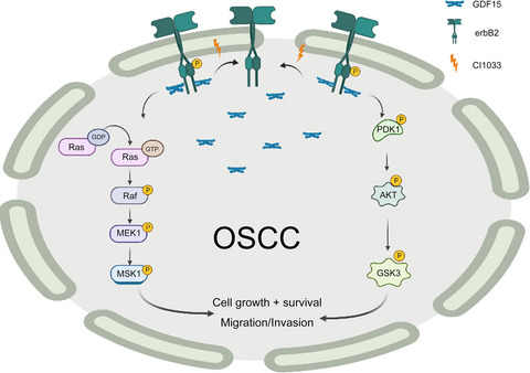 Mechanism of sensitivity to cisplatin, docetaxel, and 5‐fluorouracil chemoagents and potential erbB2 alternatives in oral cancer with growth differentiation factor 15 overexpression