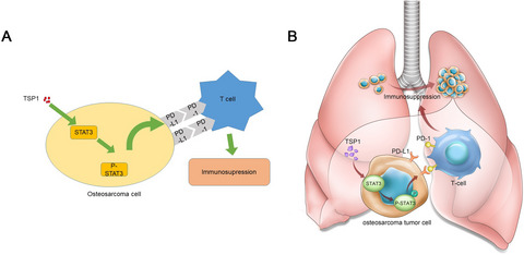 Thrombospondin‐1 induced programmed death‐ligand 1‐mediated immunosuppression by activating the STAT3 pathway in osteosarcoma