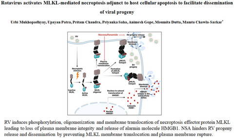 Rotavirus activates MLKL‐mediated host cellular necroptosis concomitantly with apoptosis to facilitate dissemination of viral progeny