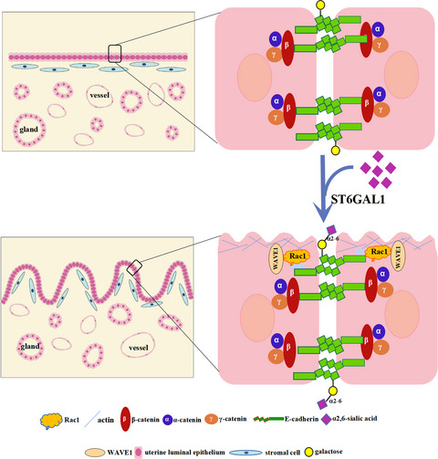 Glycomics reveal that ST6GAL1‐mediated sialylation regulates uterine lumen closure during implantation