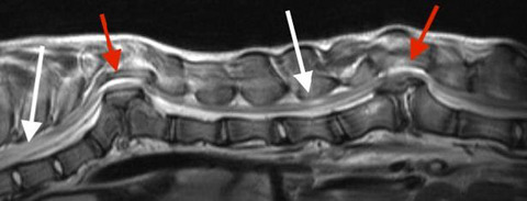 Corpectomy and spinal stabilization using a 3D‐printed spine model and custom jigs to address severe spinal deformities from T9‐11 and L2‐4 in a 6‐month‐old German shepherd puppy