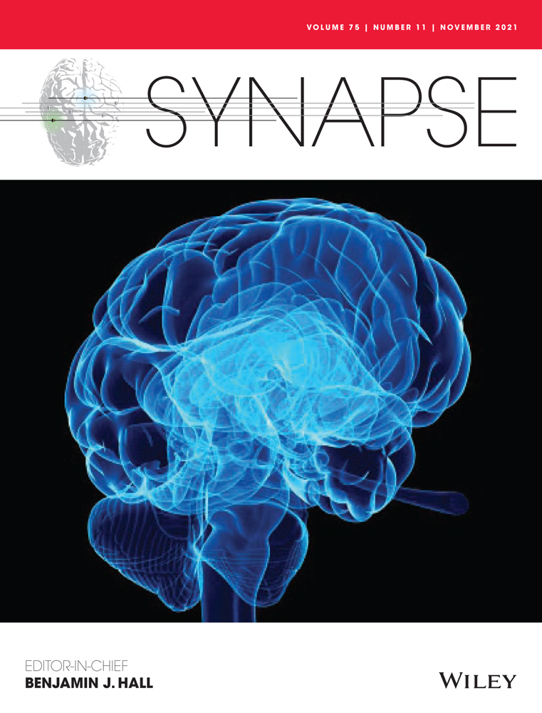 Role of Stat3 in NLRP3/caspase‐1‐mediated hippocampal neuronal pyroptosis in epileptic mice