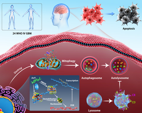 Dcf1 induces glioblastoma cells apoptosis by blocking autophagy