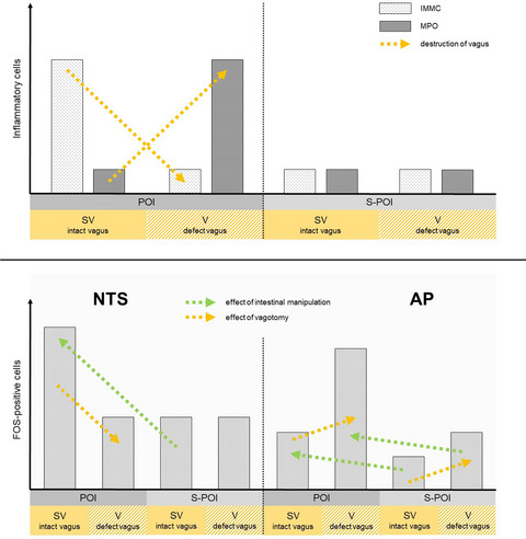 The role of vagal innervation on the early development of postoperative ileus in mice