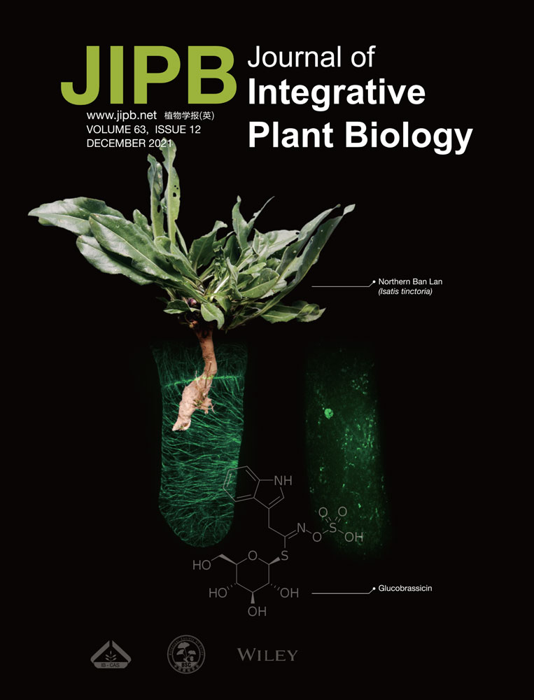 Here comes the sun: How optimization of photosynthetic light reactions can boost crop yields