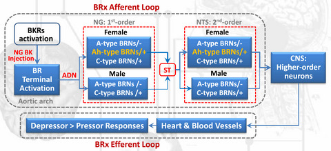 Bradykinin‐mediated estrogen‐dependent depressor response by direct activation of female‐specific distribution of myelinated Ah‐type baroreceptor neurons in rats