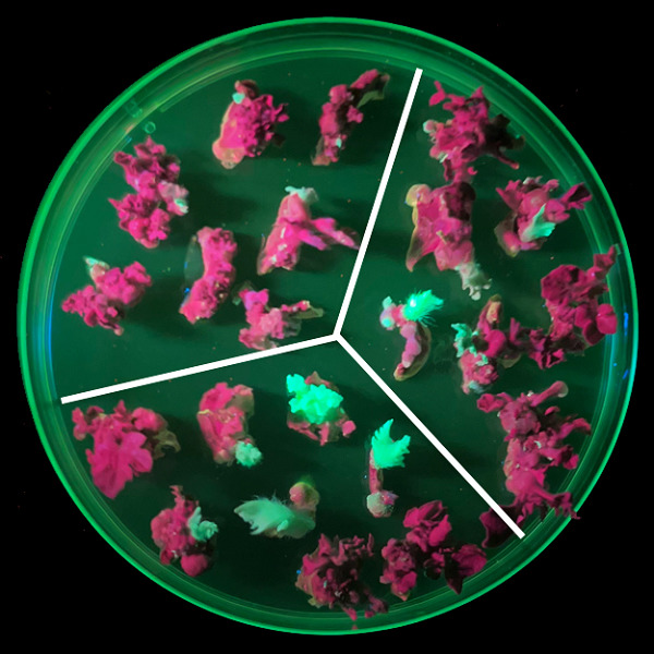 Highly efficient, genotype‐independent transformation and gene editing in watermelon (Citrullus lanatus) using a chimeric ClGRF4‐GIF1 gene
