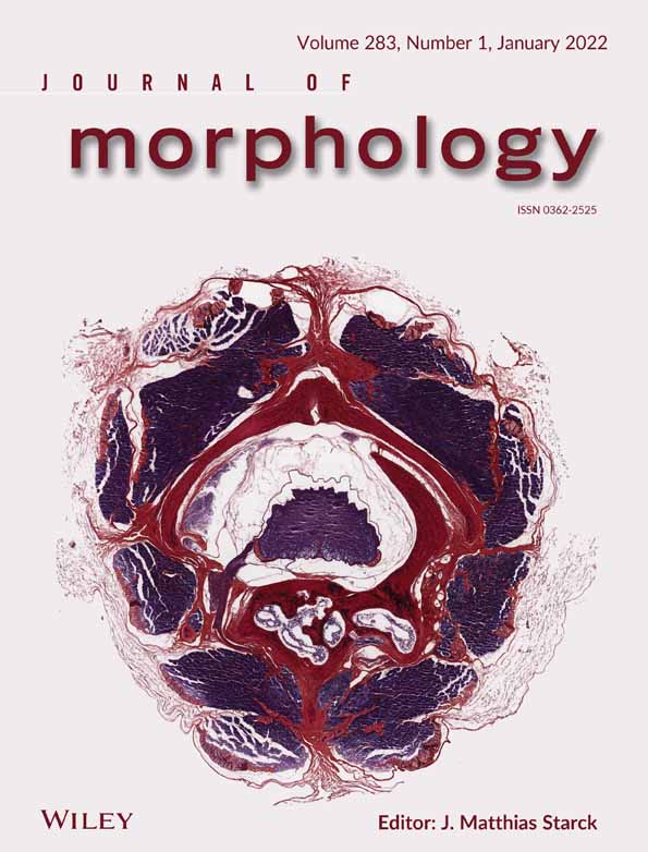 Vertebral morphology in extant porpoises: radiation and functional implications