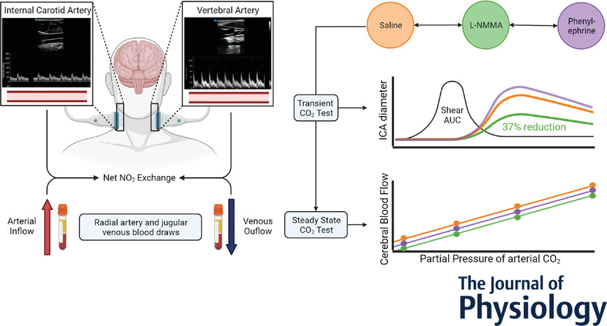 Nitric oxide contributes to cerebrovascular shear‐mediated dilatation but not steady‐state cerebrovascular reactivity to carbon dioxide