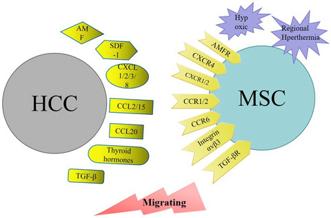 The role of mesenchymal stem cells in the occurrence, development, and therapy of hepatocellular carcinoma