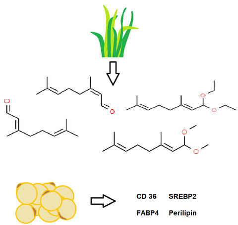 Lemongrass essential oil and its major constituent citral isomers modulate adipogenic gene expression in 3T3‐L1 cells
