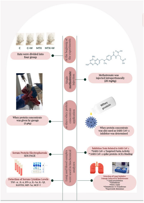 Inhibitory effect of whey protein concentrate on SARS‐CoV‐2‐targeted furin activity and spike protein‐ACE2 binding in methotrexate‐induced lung damage