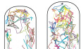 Low membrane fluidity triggers lipid phase separation and protein segregation in living bacteria