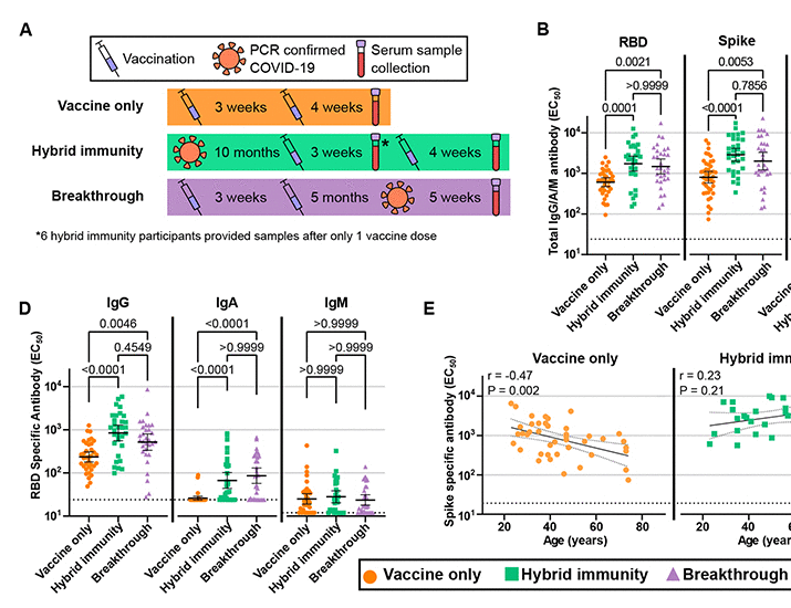 Vaccination before or after SARS-CoV-2 infection leads to robust humoral response and antibodies that effectively neutralize variants