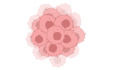 Cell Communication Network factor 4 promotes tumor‐induced immunosuppression in melanoma