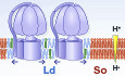 Fluidity is the way to life: lipid phase separation in bacterial membranes