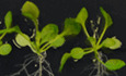 Deubiquitinating enzymes UBP12 and UBP13 stabilize the brassinosteroid receptor BRI1
