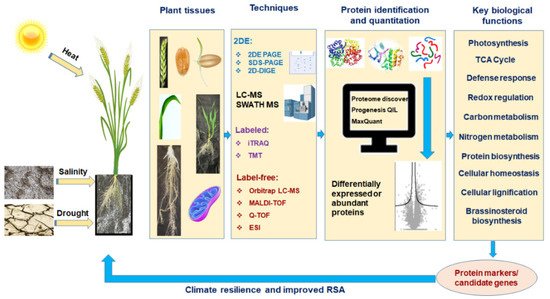 Proteomes, Vol. 10, Pages 17: Wheat Proteomics for Abiotic Stress Tolerance and Root System Architecture: Current Status and Future Prospects