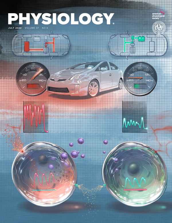 What can an organ-on-a-chip teach us about human lung physiology?