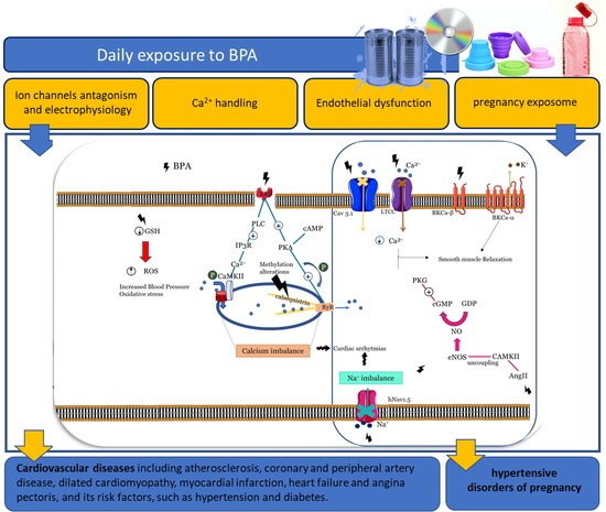 JoX, Vol. 12, Pages 181-213: Endocrine-Disrupting Effects of Bisphenol A on the Cardiovascular System: A Review