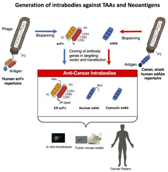 Antibodies, Vol. 11, Pages 49: Therapeutic Potential of Intrabodies for Cancer Immunotherapy: Current Status and Future Directions