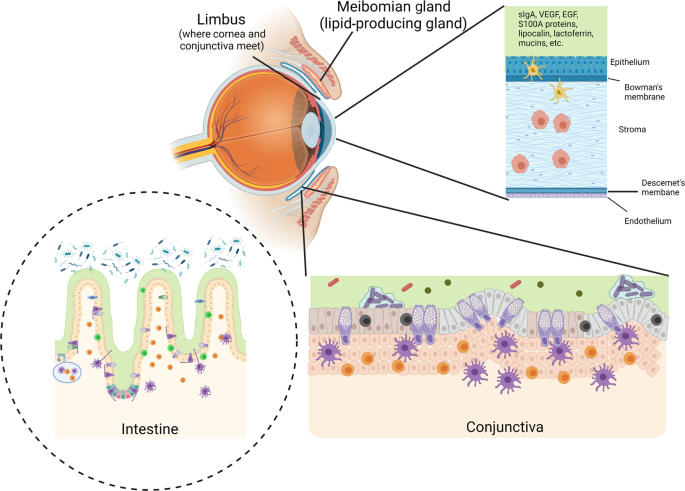 Mucosal immunology of the ocular surface