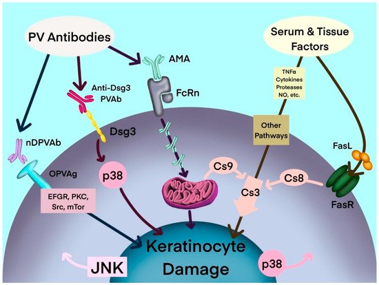 Antibodies, Vol. 11, Pages 55: Mitochondrial Autoantibodies and the Role of Apoptosis in Pemphigus Vulgaris
