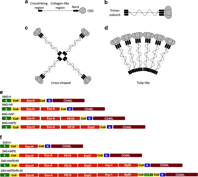 A lentiviral vector expressing a dendritic cell-targeting multimer induces mucosal anti-mycobacterial CD4+ T-cell immunity