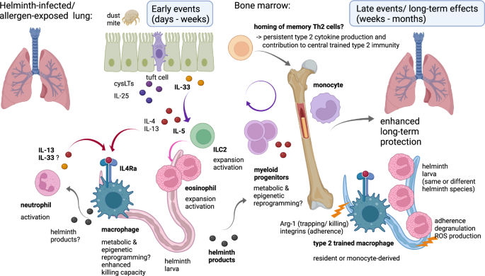 Trained immunity in type 2 immune responses