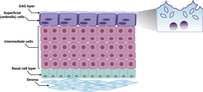 The urothelium: a multi-faceted barrier against a harsh environment