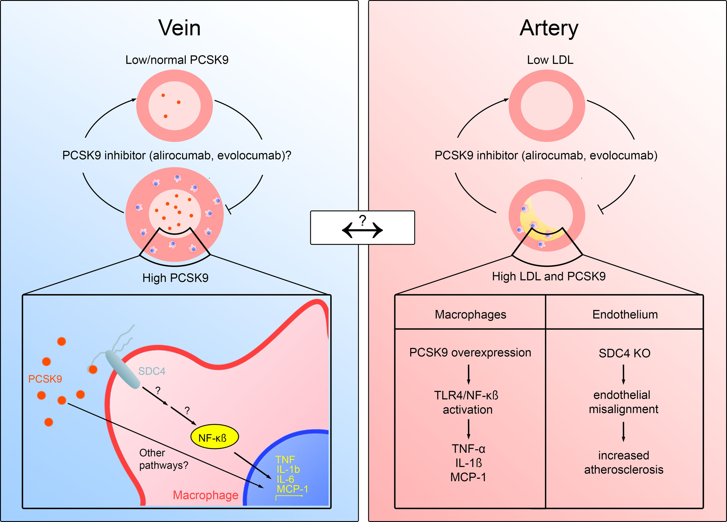 PCSK9 Pleiotropism: In the Same Vein as Statins