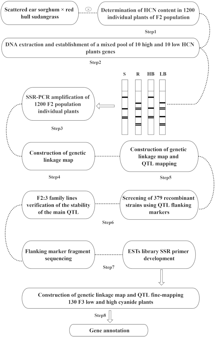 Fine mapping of a major QTL qPA7-1 for low hydrocyanic acid content in sorghum–sudangrass hybrid