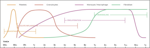 Clinical Rationale and Rehabilitation Guidelines for Post Biologic Therapy