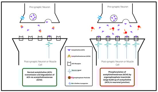 JDB, Vol. 10, Pages 49: Organophosphate Insecticide Toxicity in Neural Development, Cognition, Behaviour and Degeneration: Insights from Zebrafish