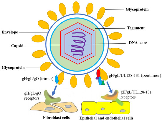 TropicalMed, Vol. 7, Pages 439: Challenges, Recent Advances and Perspectives in the Treatment of Human Cytomegalovirus Infections