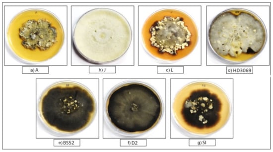 Pathogens, Vol. 12, Pages 1: Whole Genome Sequencing and Comparative Genomics of Indian Isolates of Wheat Spot Blotch Pathogen Bipolaris sorokiniana Reveals Expansion of Pathogenicity Gene Clusters