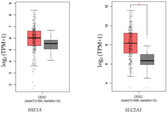 Pathogens, Vol. 12, Pages 33: Expression of HIF-1α and Genes Involved in Glucose Metabolism Is Increased in Cervical Cancer and HPV-16-Positive Cell Lines