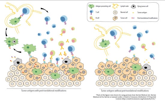 Cancers, Vol. 15, Pages 138: Post-Translational Modifications in Tumor-Associated Antigens as a Platform for Novel Immuno-Oncology Therapies