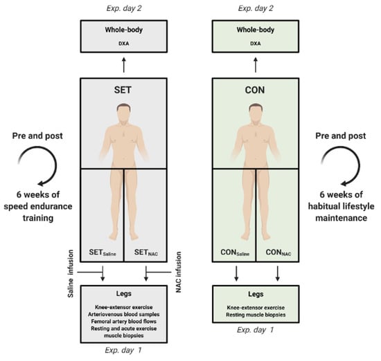 Antioxidants, Vol. 12, Pages 53: High-Intensity Exercise Training Alters the Effect of N-Acetylcysteine on Exercise-Related Muscle Ionic Shifts in Men