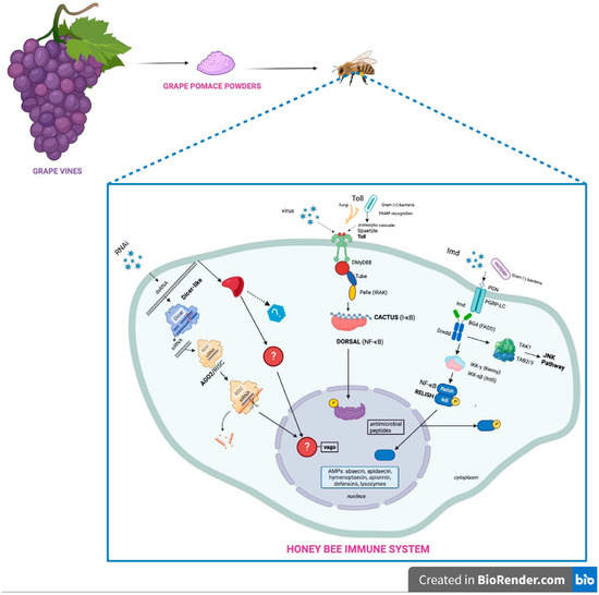 Antioxidants, Vol. 12, Pages 54: Dietary Supplement of Grape Wastes Enhances Honeybee Immune System and Reduces Deformed Wing Virus (DWV) Load